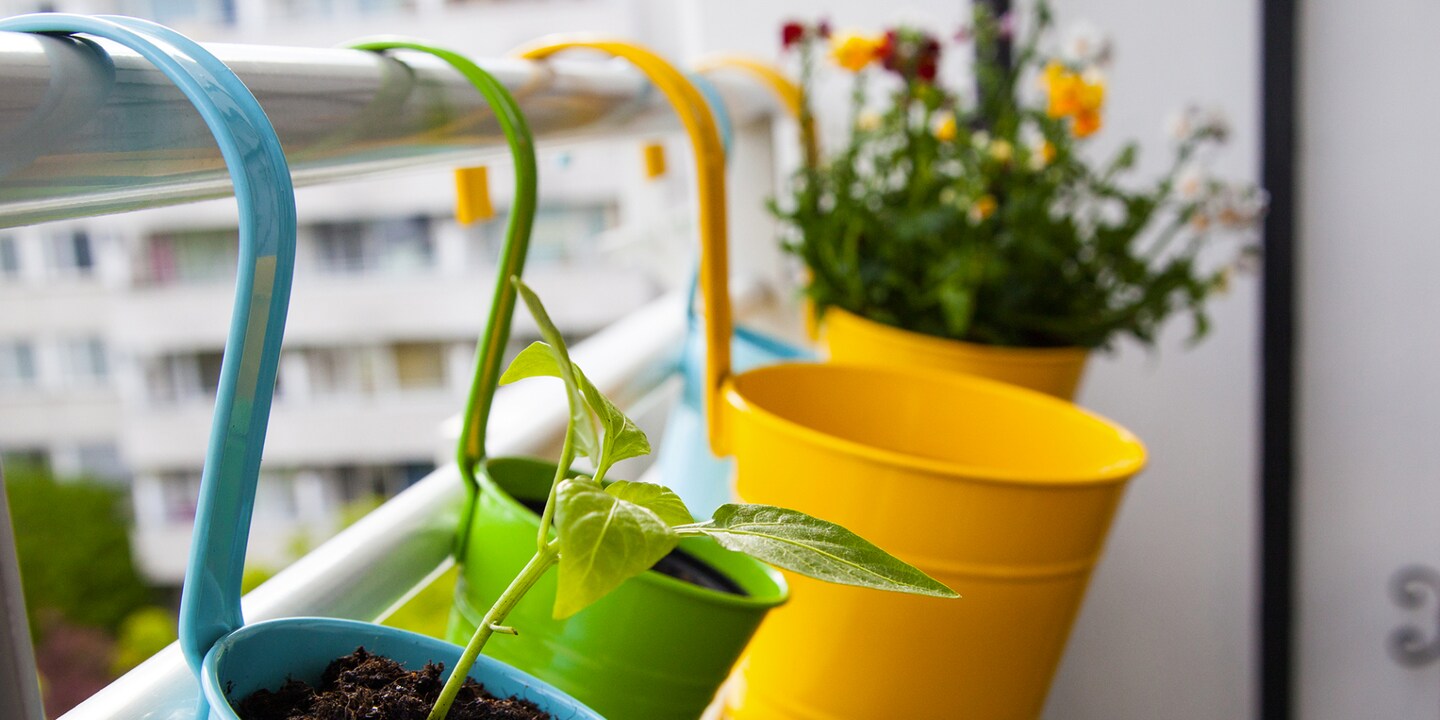 C’est la fin des gelées – mettez des fleurs sur votre balcon!