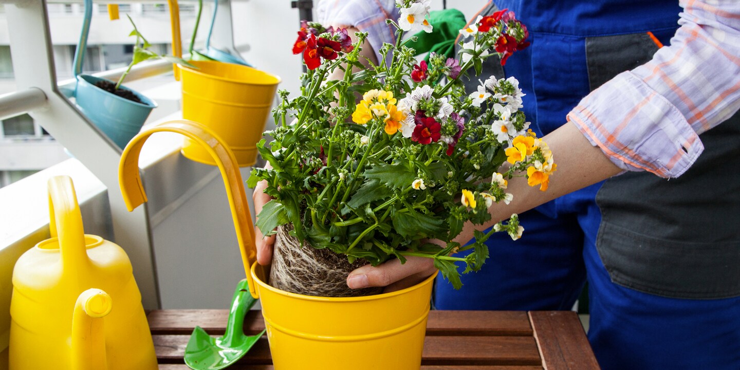 C’est la fin des gelées – mettez des fleurs sur votre balcon!