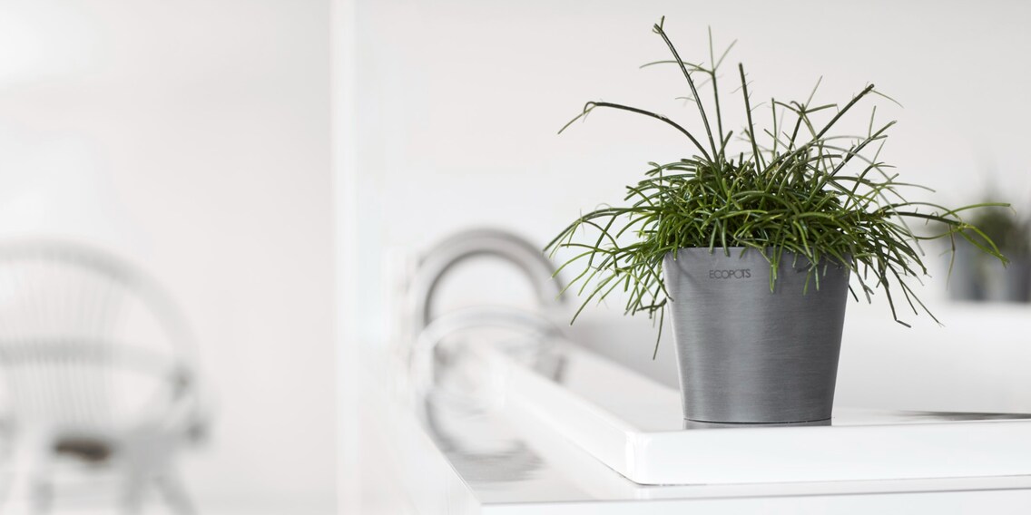 Giungla urbana sostenibile con Ecopot