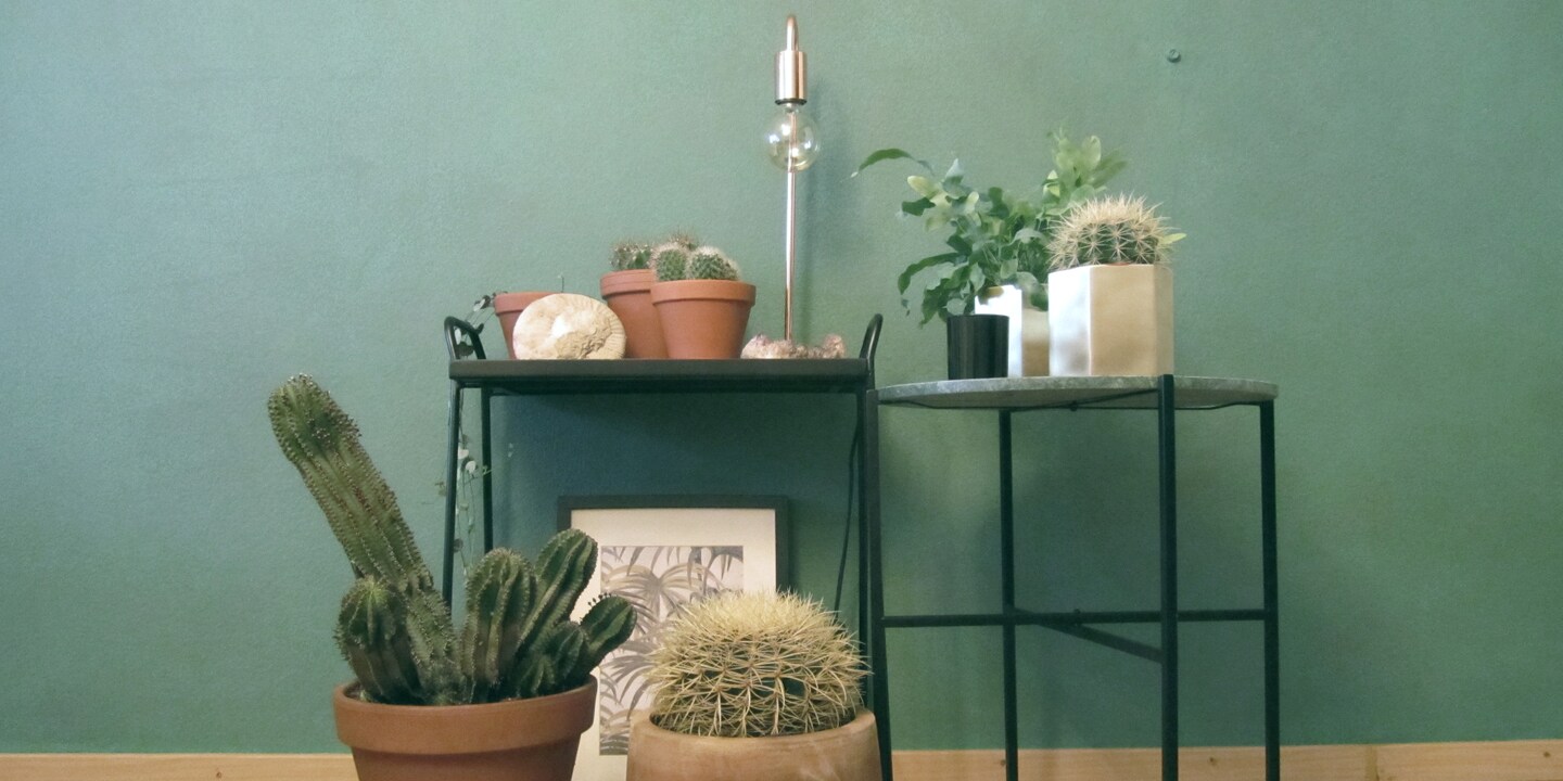 Green Living: Das Comeback der Sukkulenten