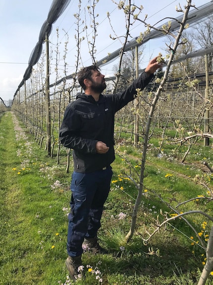 Mon frère Pascal inspecte les bourgeons de ses arbres après la nuit de gel.