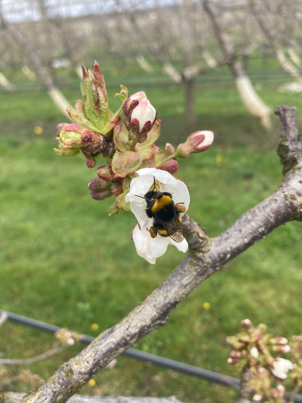 A mere day after frost night and the first bees are already out pollinating the flowers.