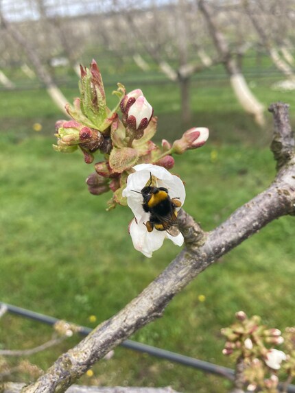 Dès le lendemain de la nuit de gel, les premiers bourdons se mettent à polliniser les fleurs.