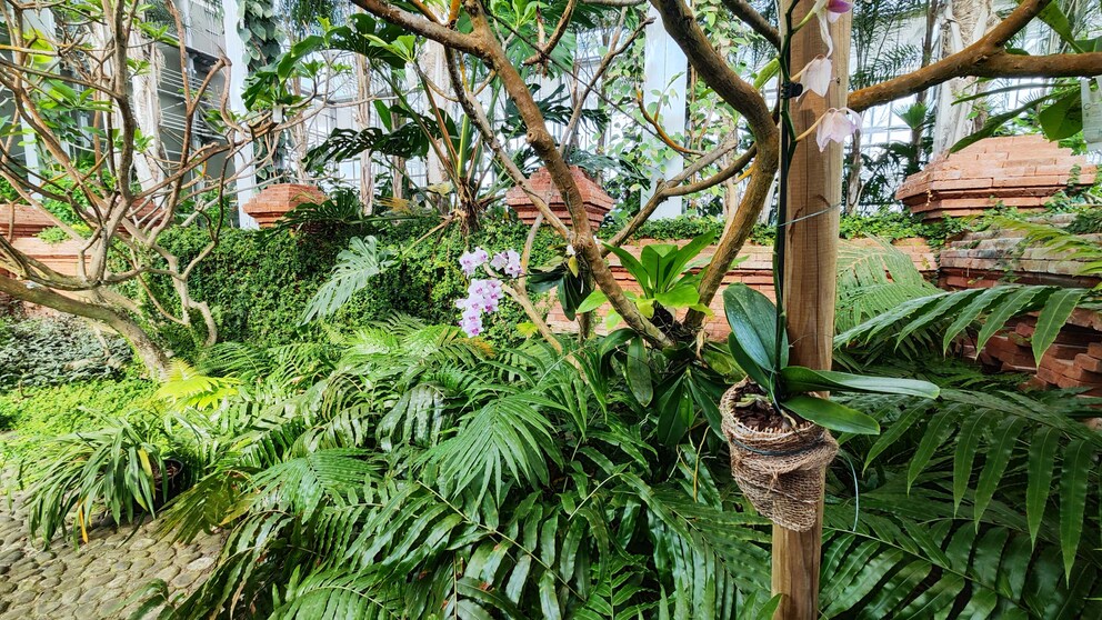 Ultraweitwinkelkamera: Die Blätter das Laub auf diesem Foto sehen auf Samsungs Sensor wirklich gut aus.