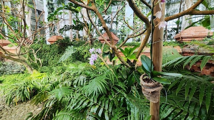 Ultraweitwinkelkamera: Die Blätter das Laub auf diesem Foto sehen auf Samsungs Sensor wirklich gut aus.