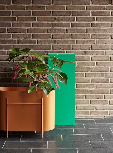 So high it wants to steal the plant’s thunder: flower box «Qubilah».
