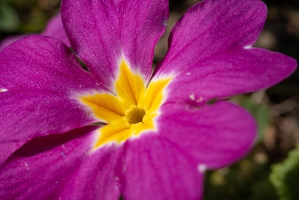 f/2,8 Macro: Naheinstellgrenze 16 cm