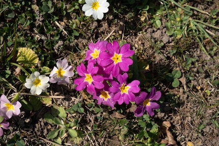 f/1,8: Naheinstellgrenze 45 cm