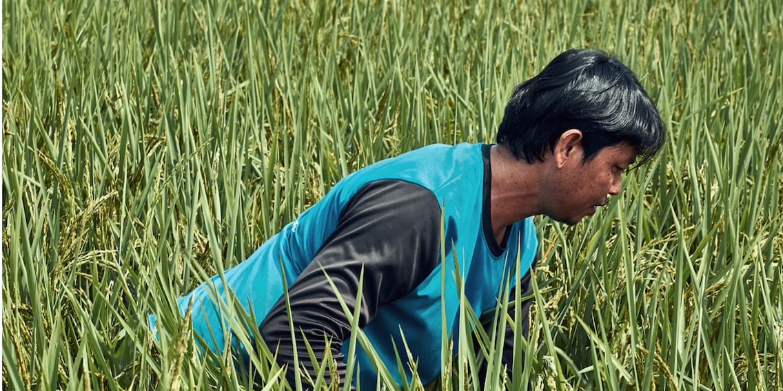Insetting: revolutionising rice cultivation with offset payments