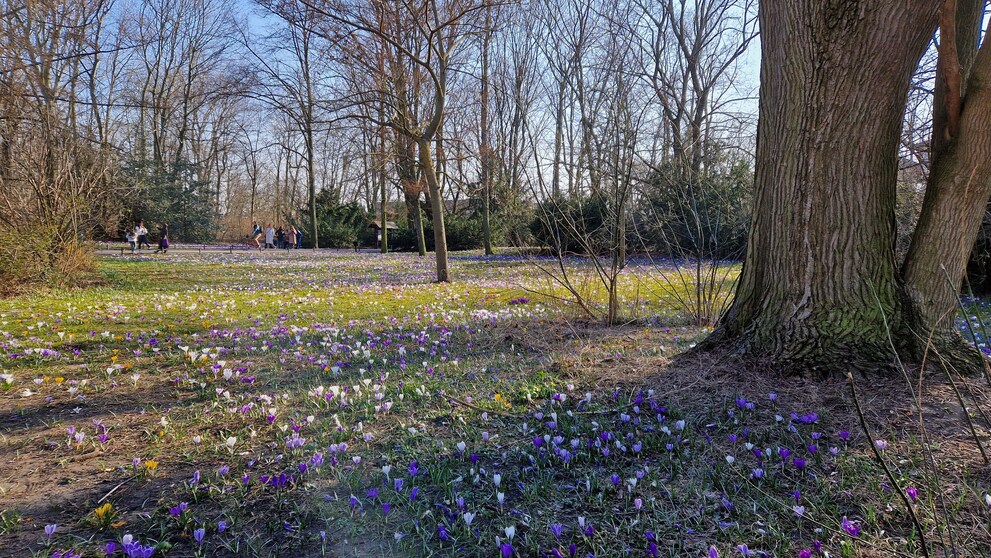 J'apprécie vraiment ces fleurs violettes.