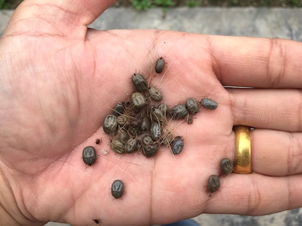 I’d picked up about as many ticks as this after Pentecost camps, but fortunately I pulled them out before they got as big as in the picture. A sated tick can weigh up to 200 times as much as a hungry one.