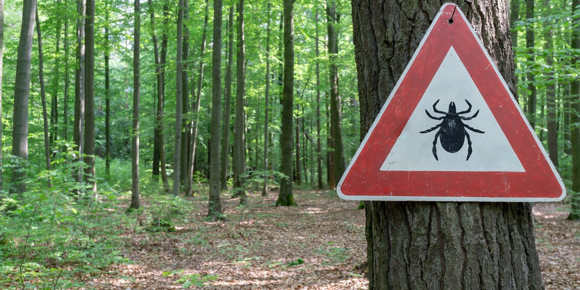Achtung Zecken! So schützt du dich und deine Kinder