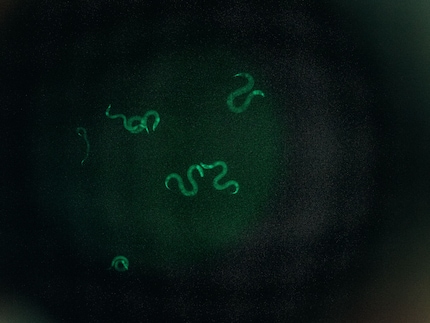 Des nématodes vus...