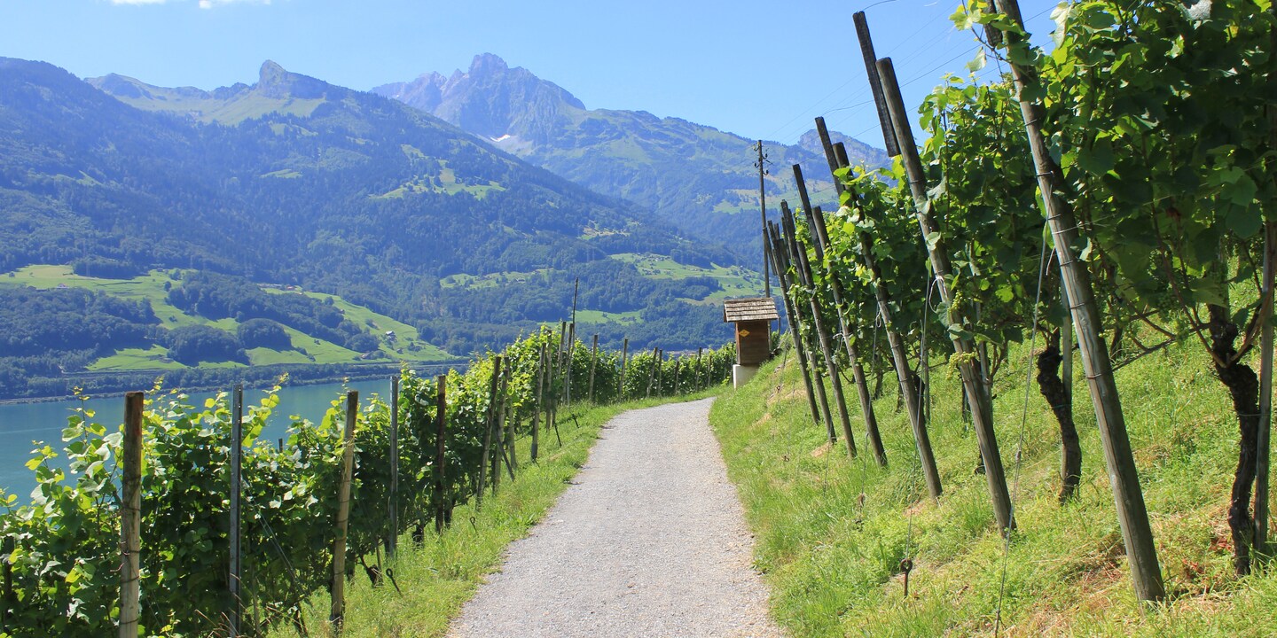 Das teils subtropische Klima lässt einen ausgezeichneten Wein reifen.