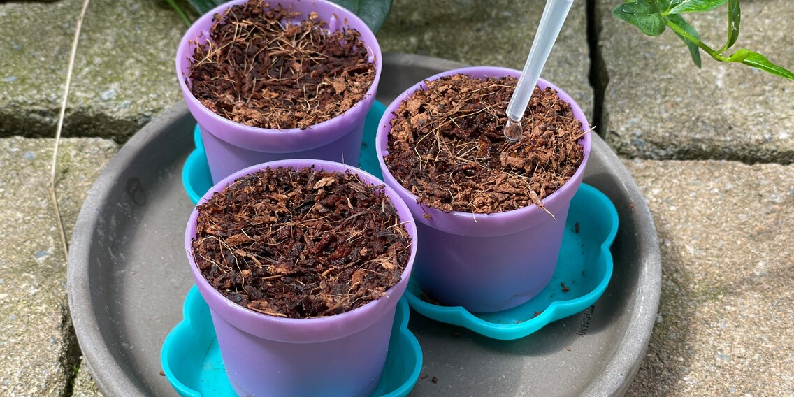 « Les fraises des fées » de Kosmos : des fraises, dans ces minipots ?