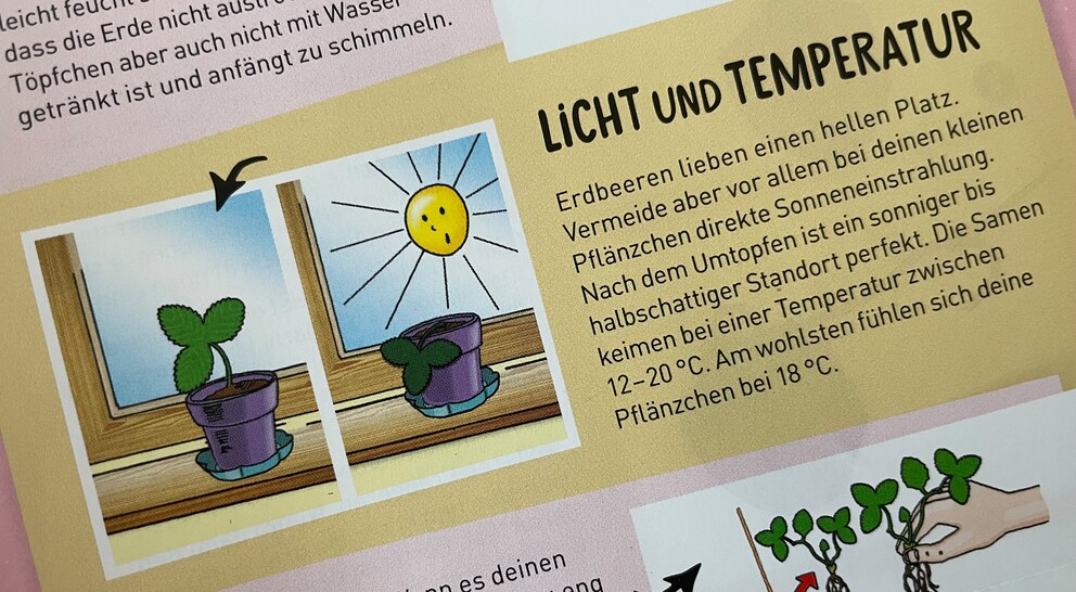 Les fraises des bois ne doivent avoir ni trop chaud, ni trop froid, ni trop de soleil, ni trop d'ombre. Elles ne font pas dans la simplicité.