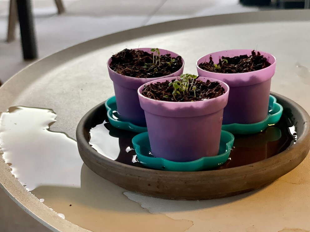 Si seulement je n'avais pas mis les petits pots sous la pergola en ce jour de Pentecôte étouffant.