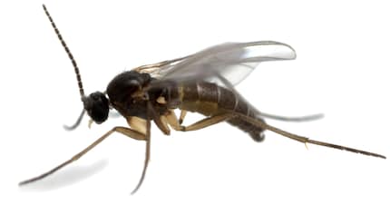 Sciaridi