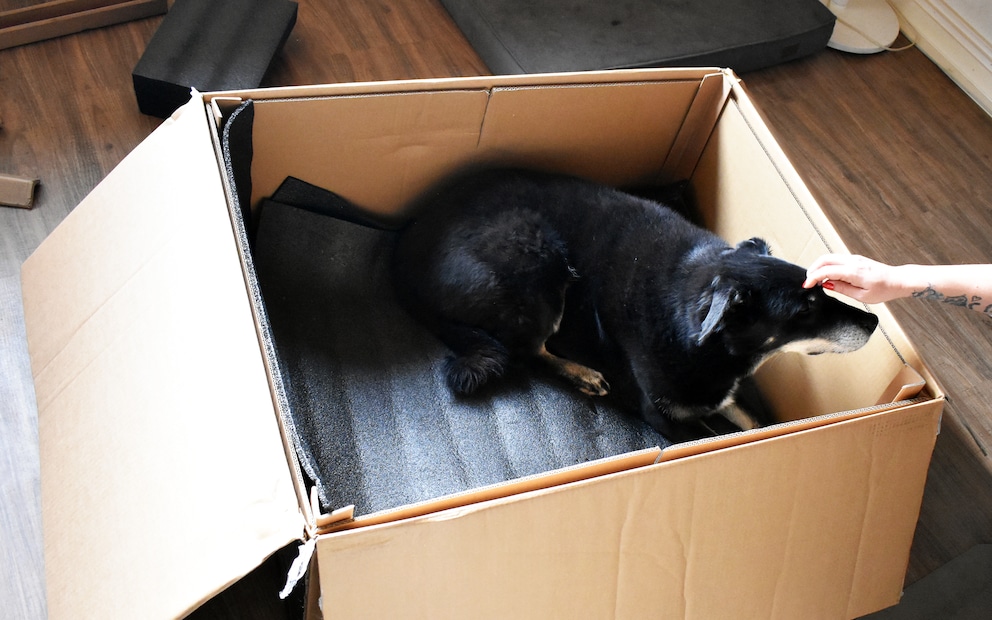 Not only cats and children like cardboard boxes...