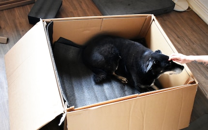 Il n'y a pas que les chats et les enfants qui aiment les boîtes en carton...
