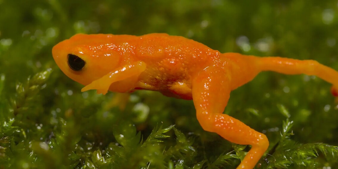 Der Frosch, der nicht richtig hüpfen kann
