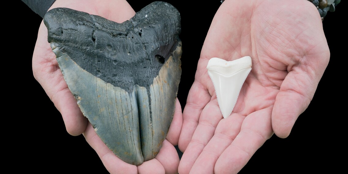 Megalodon war wohl der Spitzenräuber unter den Spitzenräubern