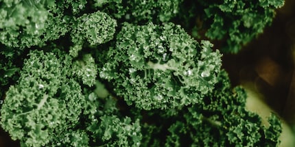 Kale is also said to be a bit easier to digest with the help of baking soda.