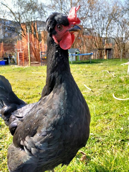 My Schweizer chicken