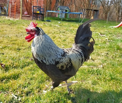 Travis, notre coq en pâte.