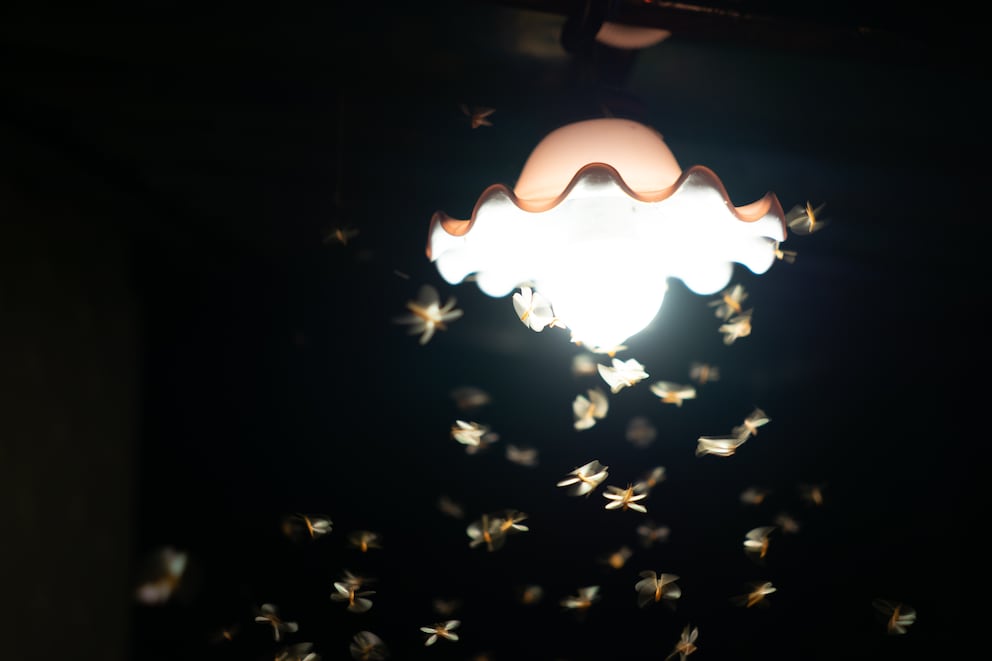 The wrong impression: light attracts many insects – but not mosquitoes. Image: Shutterstock