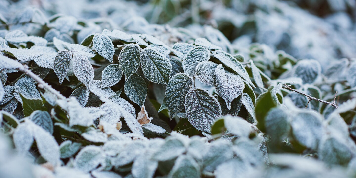Achtung Nachtfröste möglich: Pflanzen richtig überwintern!