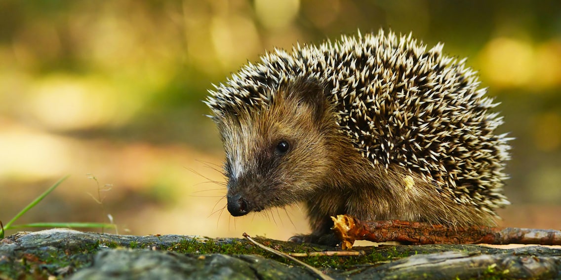 À l'automne, les hérissons cherchent une cachette confortable pour hiberner.
