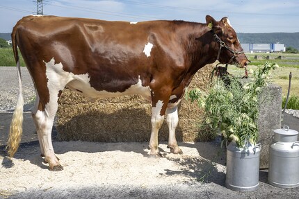 Dieser Zuchtstier gehört in jedem Fall dem Sieger des Eidgenössischen Schwingfests. Oder der Glückliche, also der Schwinger, nicht der Stier, entscheidet sich für einen Scheck im Gegenwert des Tiers.