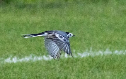 The crop also makes the noise very visible.
