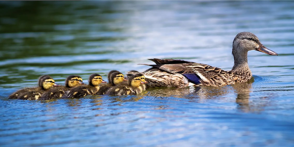 Why legal texts are so complicated and ducks ride waves Why legal texts are so complicated and ducks ride waves