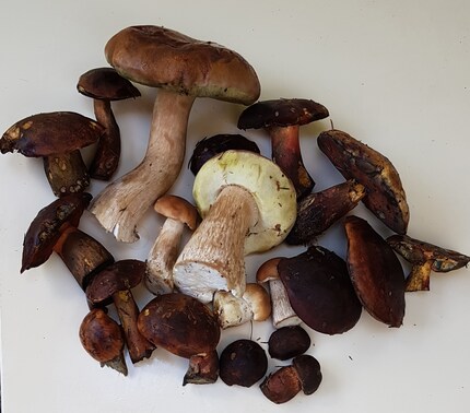 Diese stolze Beute habe ich nach vier Stunden durch den Wald streifen gemacht.
