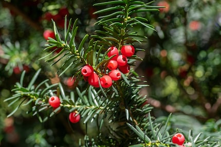 Sehen zwar lecker aus, sind aber giftig: die Beeren der Eibe.
