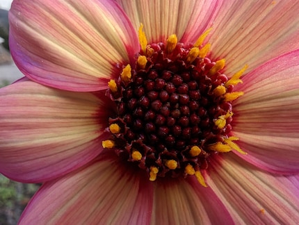 Le mode macro fonctionne bien pour les fleurs, mais aussi pour d’autres choses.