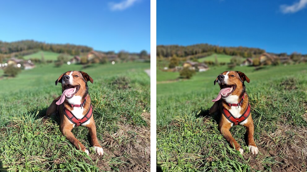 À gauche, une photo de Lino prise avec le Red Magic Phone et à droite avec le Galaxy S22 Ultra.