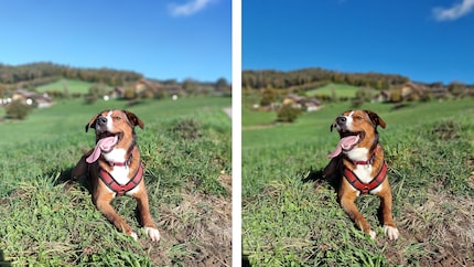À gauche, une photo de Lino prise avec le Red Magic Phone et à droite avec le Galaxy S22 Ultra.