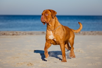 Si nous avons un chien, ce sera un dogue de Bordeaux. Je les trouve trop mignons.