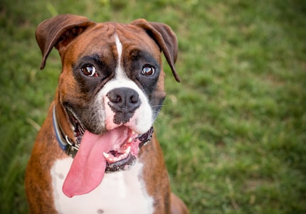 D’accord, je pourrais m’enthousiasmer pour un boxer.