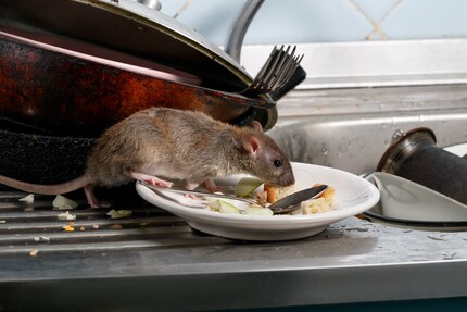 Après avoir refusé d’avoir un chien, mon fils veut un rat.
