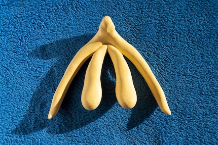 Seriez-vous capable de dessiner un clitoris réaliste à main levée ? Votre dessin ressemblerait-il à cela ? Car c’est bien lui, le clitoris.