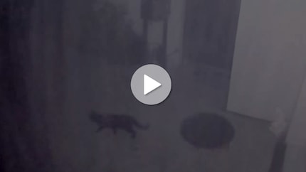 The screenshot from the surveillance video shows a cat on a nightly patrol. The spotlight was not activated here because I classified the cat as too small and harmless object in the control system.