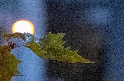 6400 ISO, dettaglio