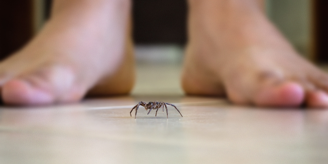 Do you vacuum spiders? Please, don’t!