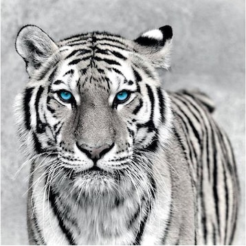 Eibert Visual Weisser Tiger (65 x 65 cm) - kaufen bei Galaxus