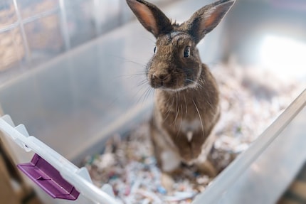 Les animaux en cage sont transportés vers leur nouveau foyer, mais le déménagement est tout de même synonyme d’excitation, même pour les rongeurs.