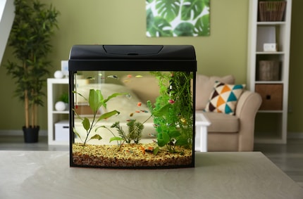 Dans le cas le plus simple, les poissons déménagent directement dans leur propre aquarium. La situation se complique lorsqu’il faut renouveler l’eau.